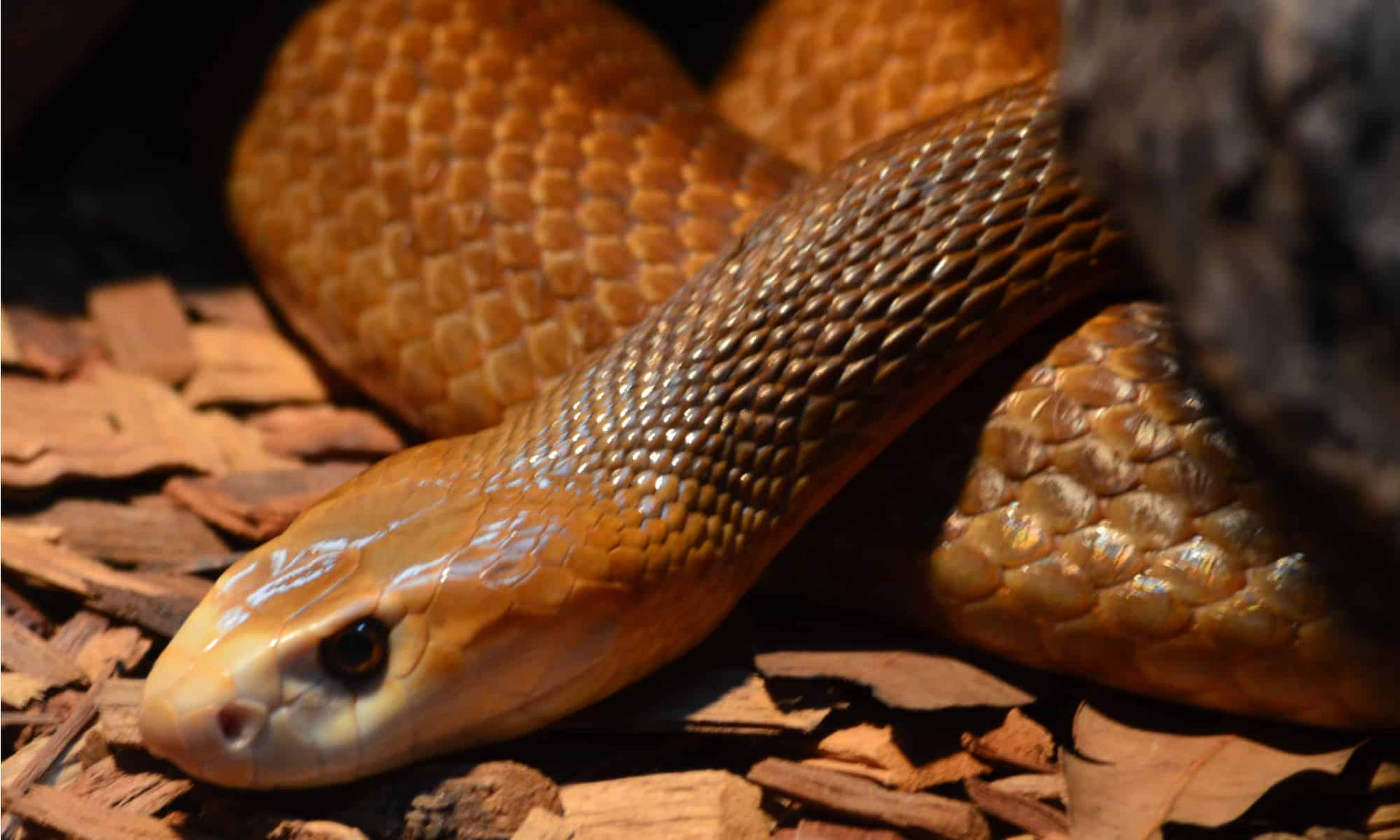 Golden-brown snake resting on wood chips in natural setting — Taipan Background