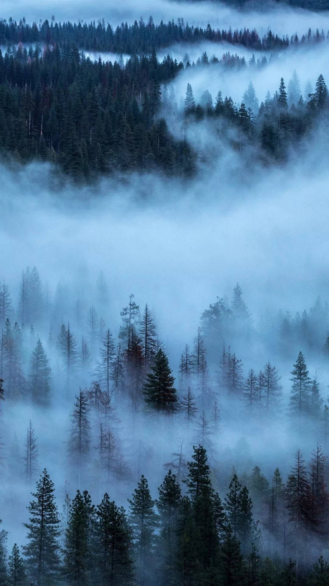 Tåket Skog Bakgrunnsbildet