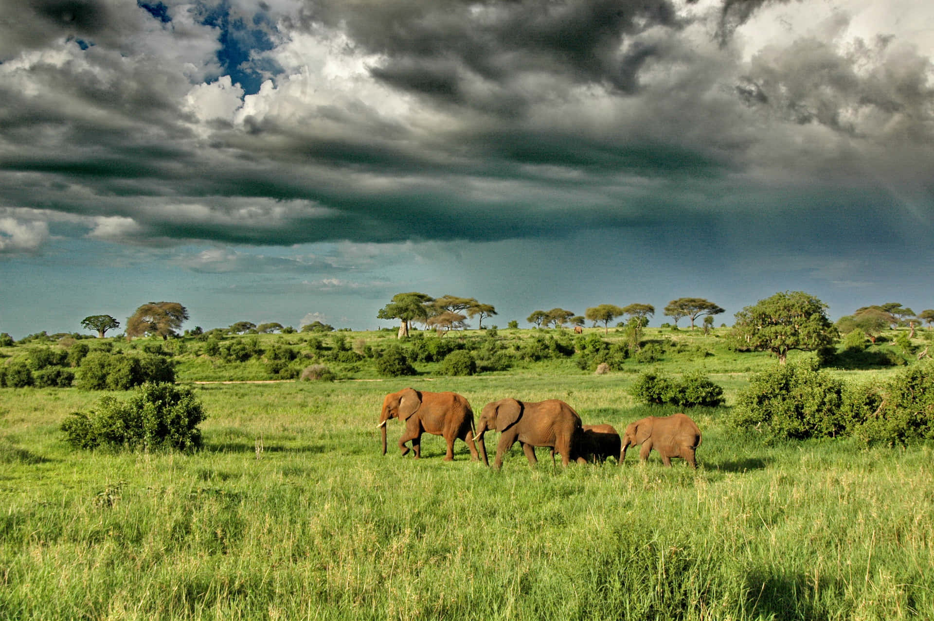 Taman Nasional Serengeti Wallpaper