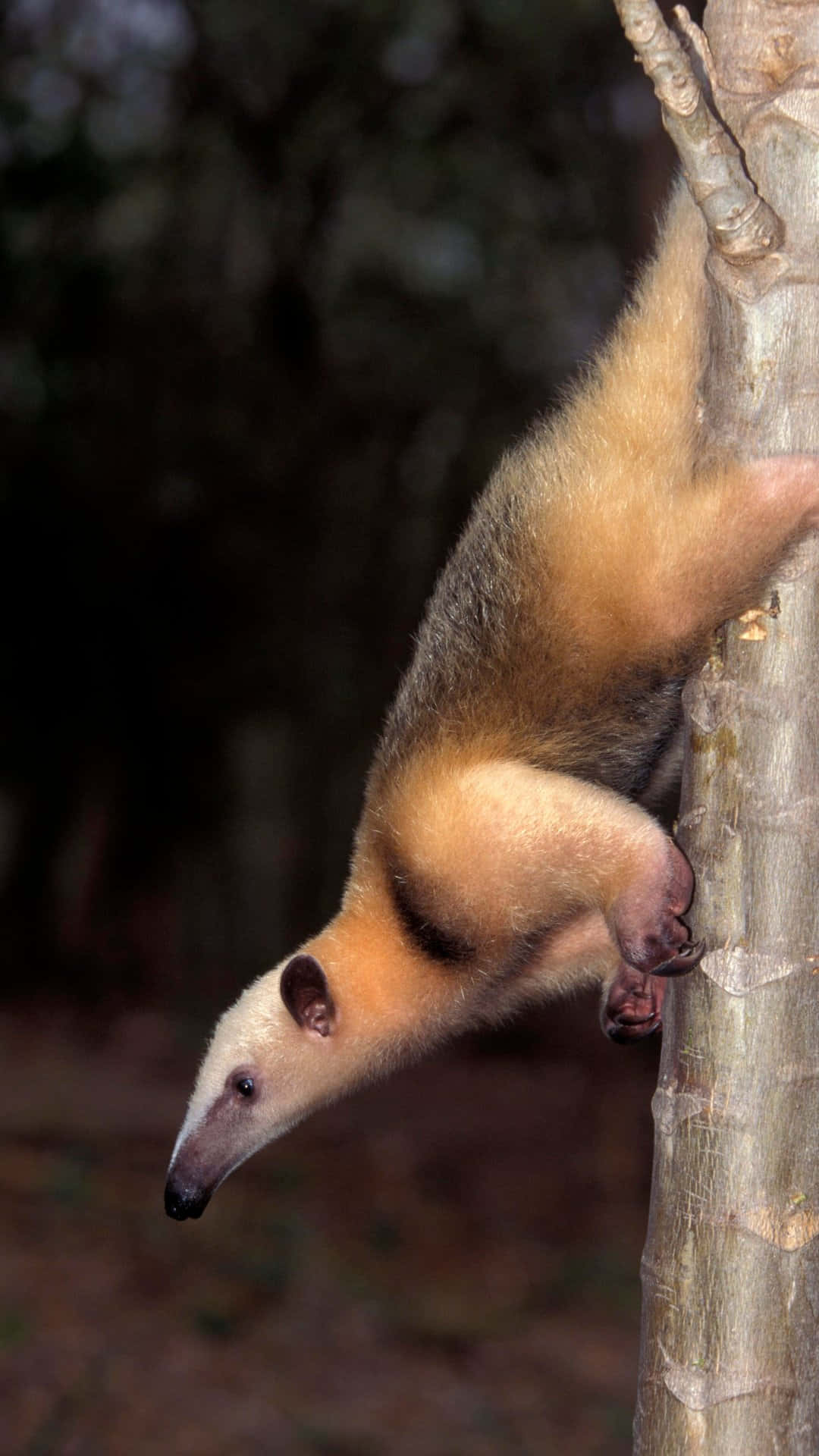 Tamandua Wallpaper