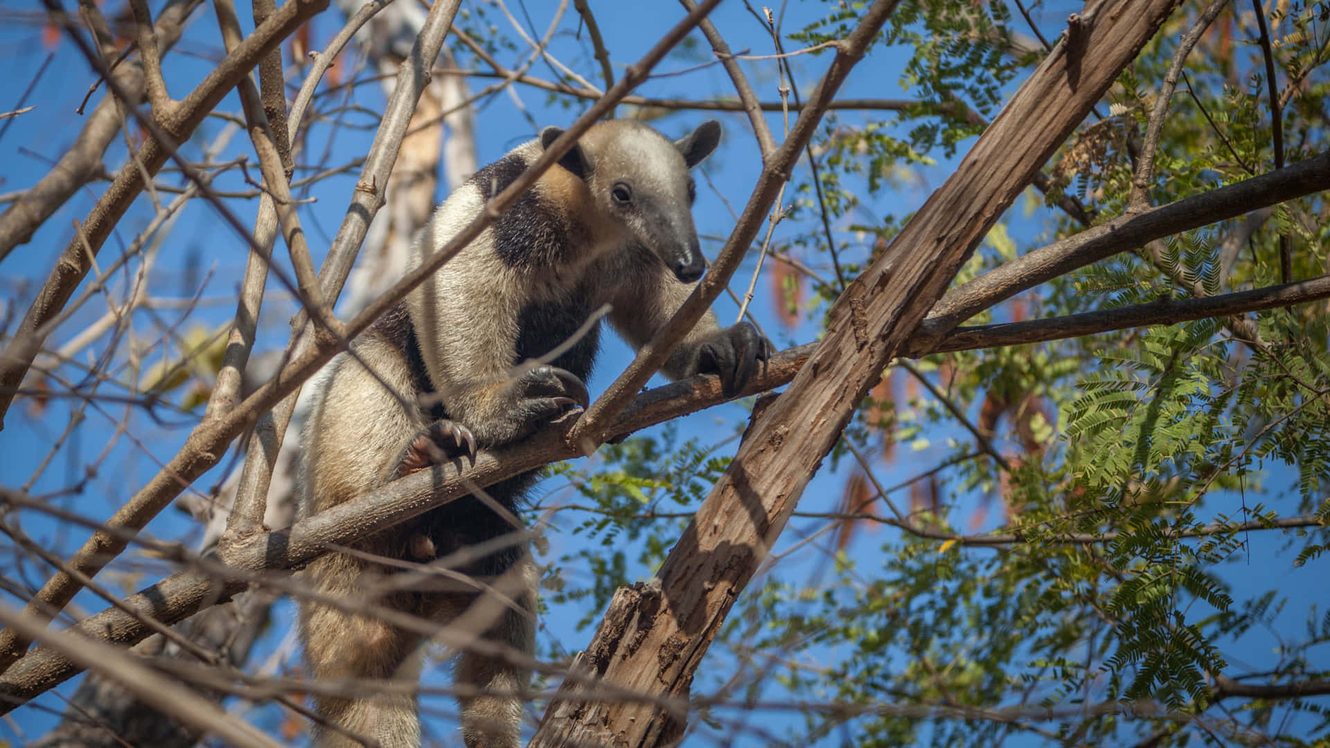 Tamandua Achtergrond