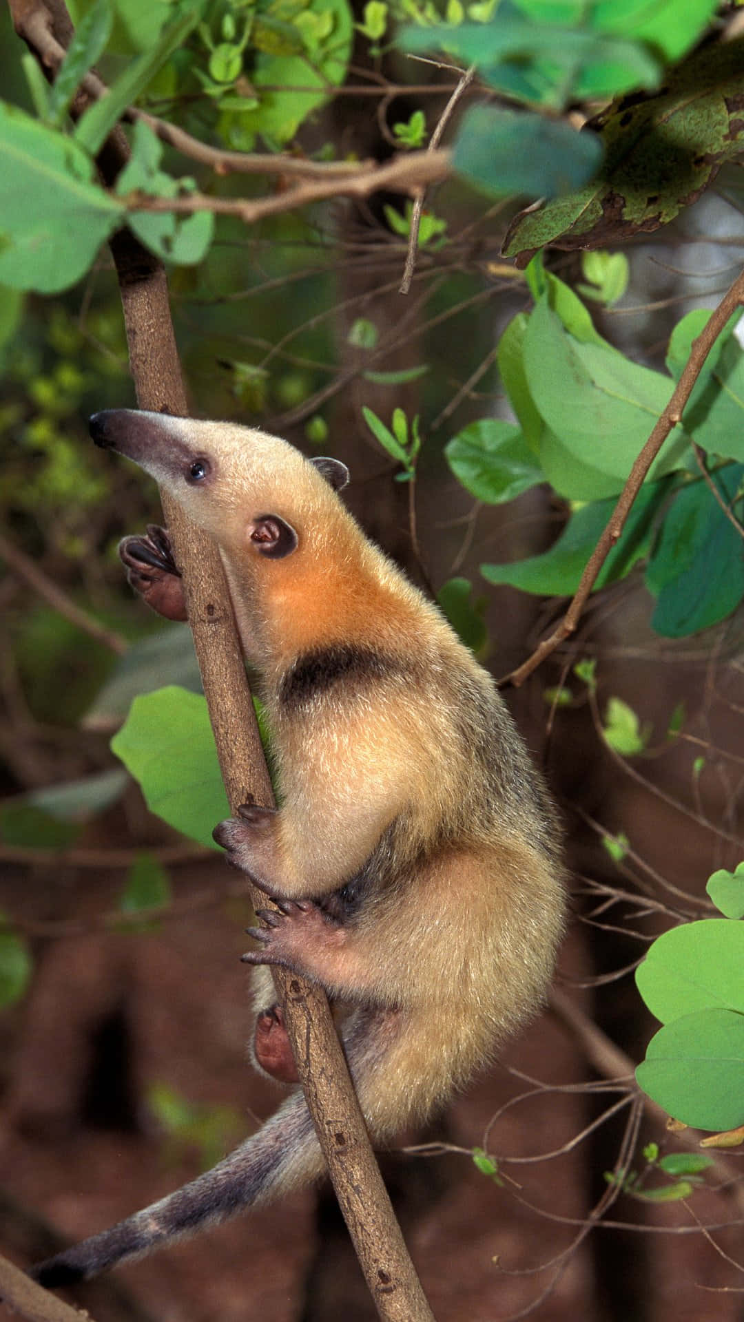 Tamandua Fond d'écran