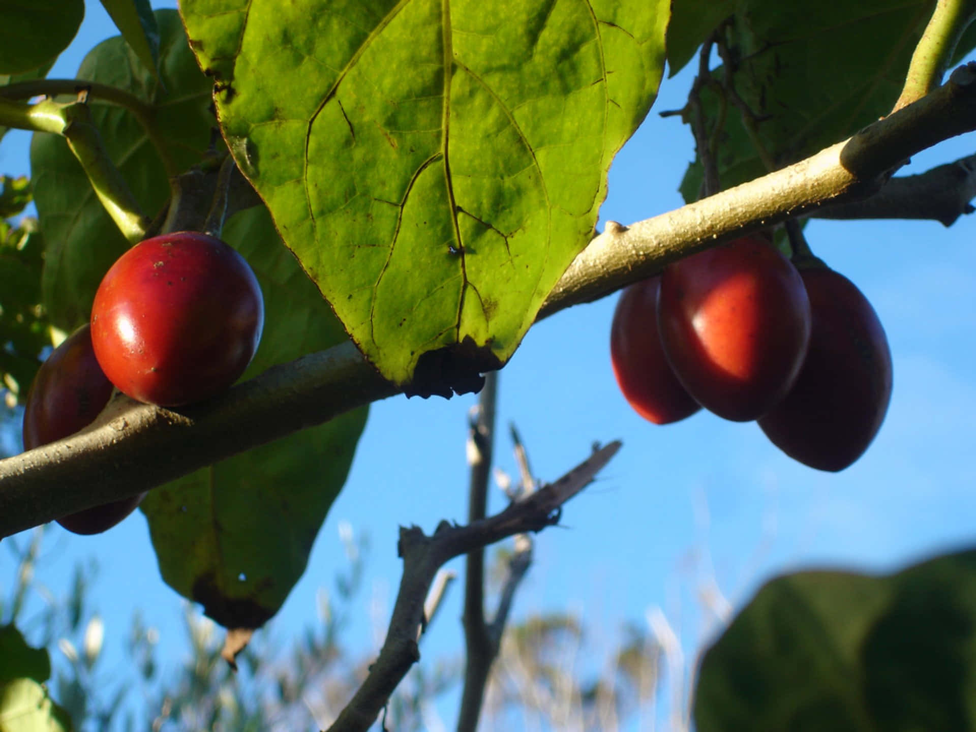 Tamarillo Bakgrunnsbildet