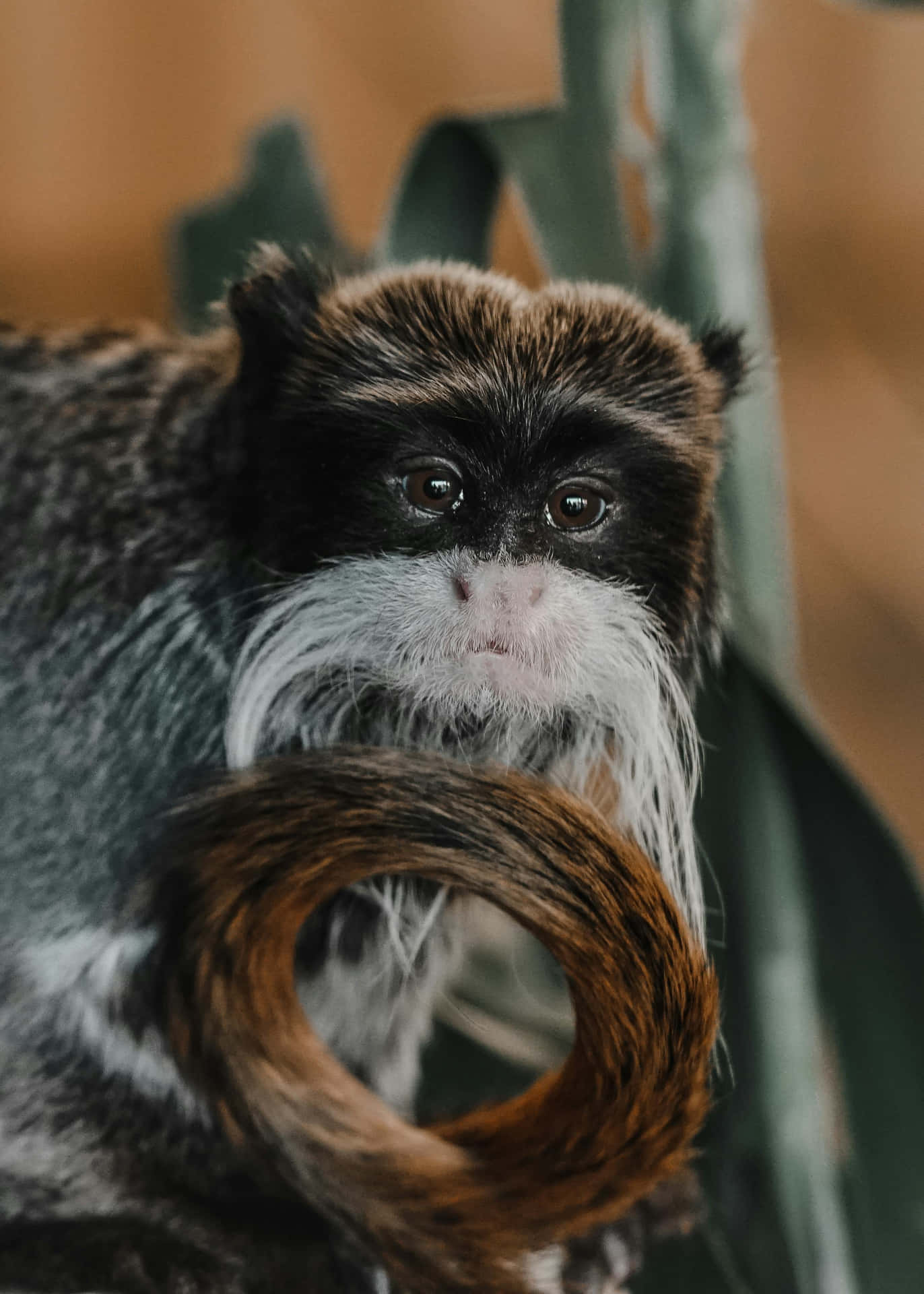 Tamarin Achtergrond