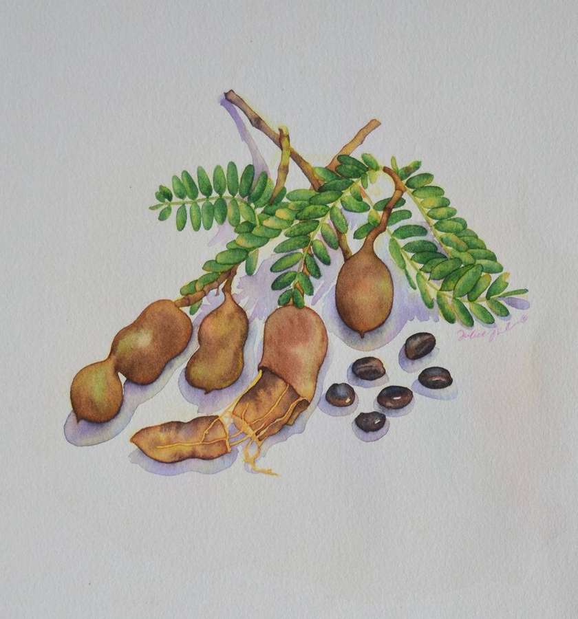Obra de arte em aquarela de vagens, folhas e sementes de tamarindo em papel branco. — Tamarind Papéis de Parede
