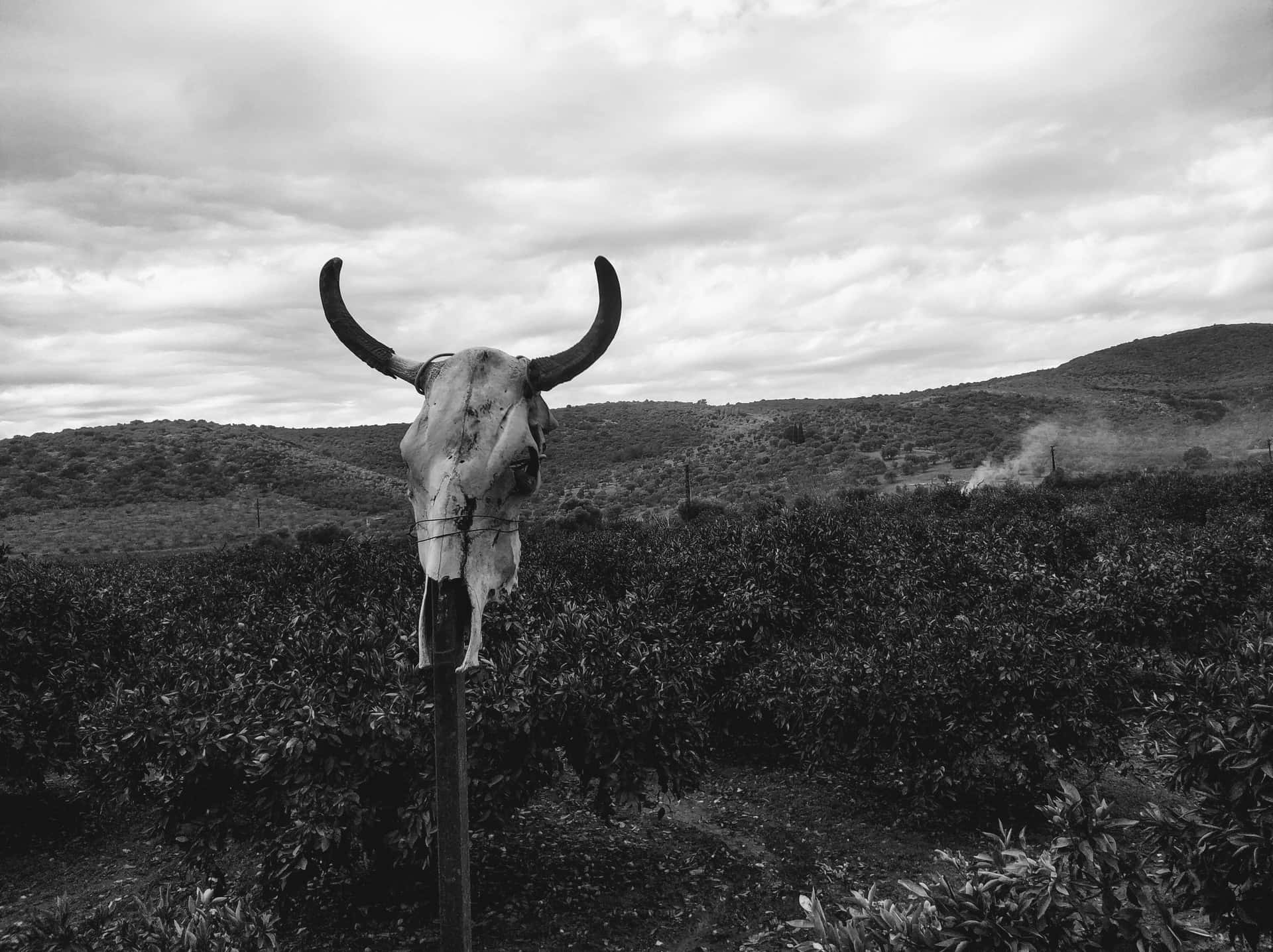 Tanduk Banteng Wallpaper