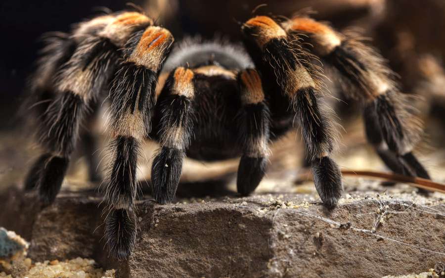 A furry tarantula with orange and black legs on a stone surface. — Tarantula Wallpaper