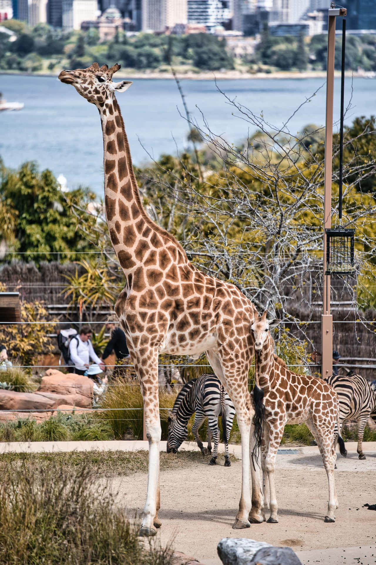 Taronga Zoo Sydney Fond d'écran