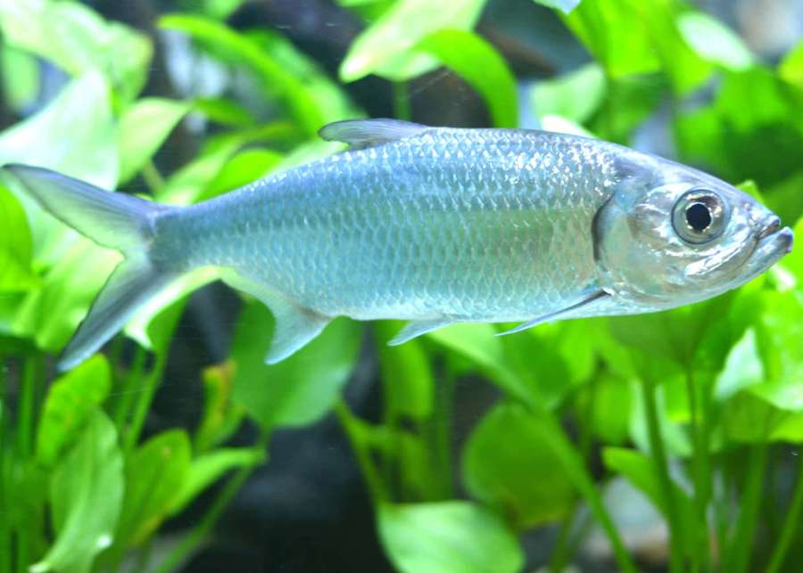 Silver fish swimming among green aquatic plants in clear water. — Tarpon Wallpaper
