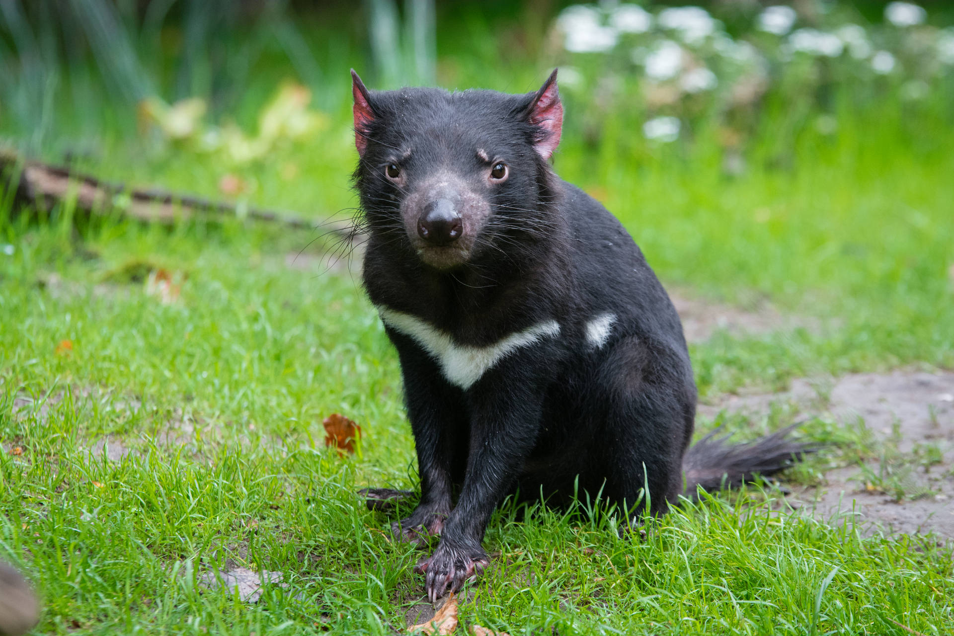 Tasmanian Devil Taustakuva