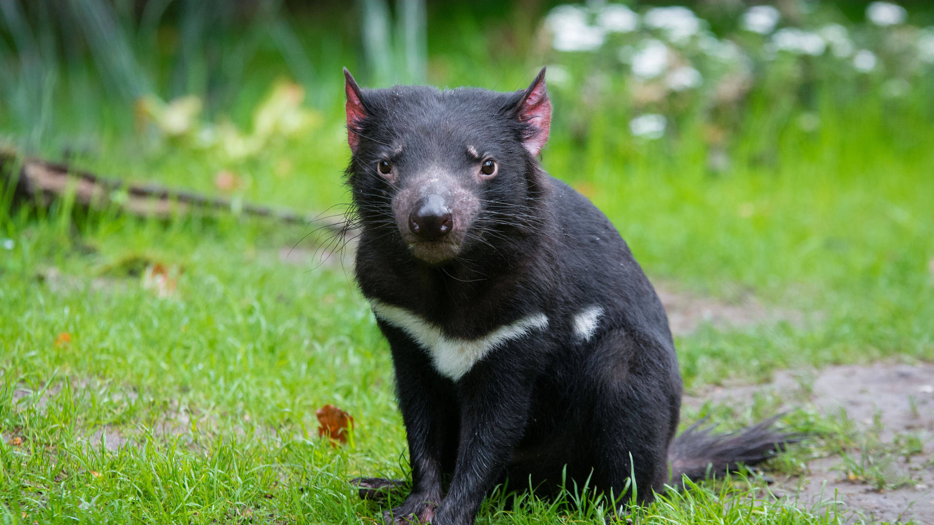 Tasmanian Devil Fond d'écran