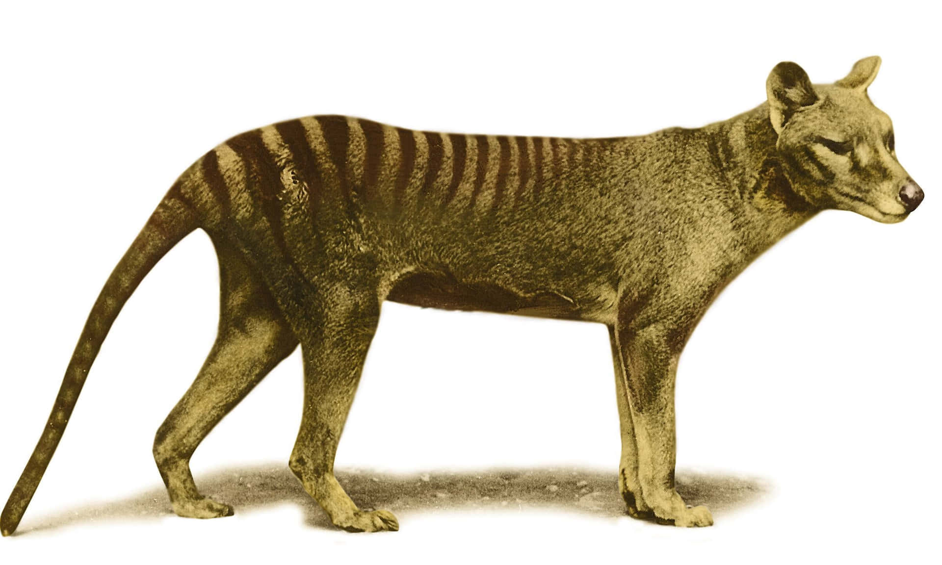 Tasmanian Tiger Achtergrond