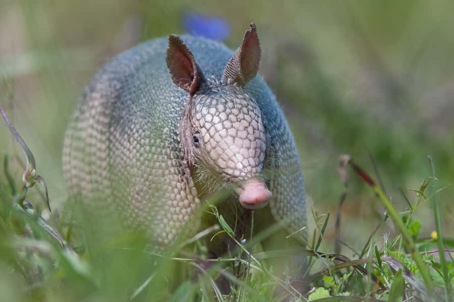 Tatou Fond d'écran