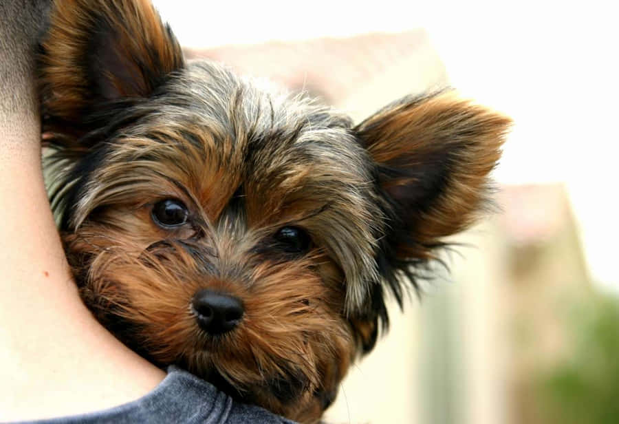 Teacup Yorkie Wallpaper