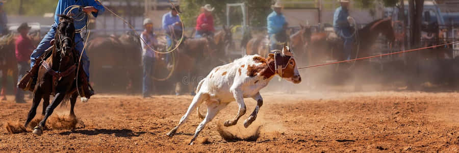 Team Roping Wallpaper