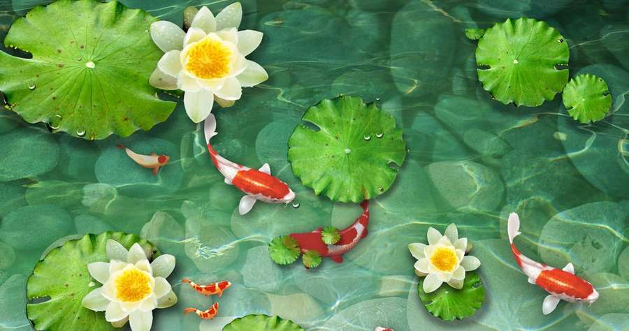 Koi-Fische schwimmen unter Lotusblumen in einem ruhigen Teich mit grünen Seerosenblättern. — Teich hintergrundbilder Wallpaper