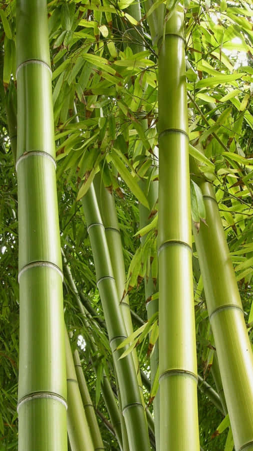 Telefon Bamboo Wallpaper