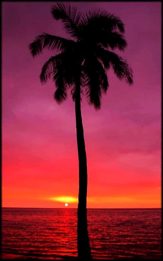 Silhueta de uma palmeira em um pôr do sol vibrante rosa e vermelho sobre o oceano. — Telefone gratuito Papéis de Parede