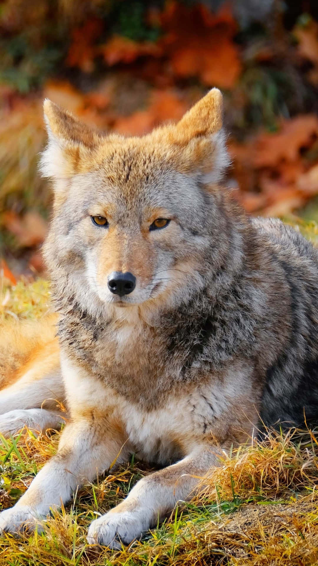 Téléphone Loup Fond d'écran