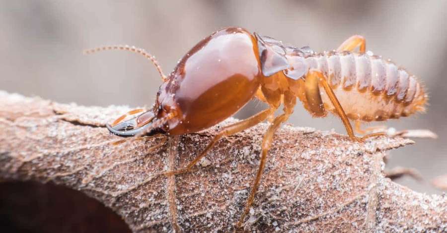 A termite crawling on a dry leaf with detailed body and antennae. — Termite Wallpaper