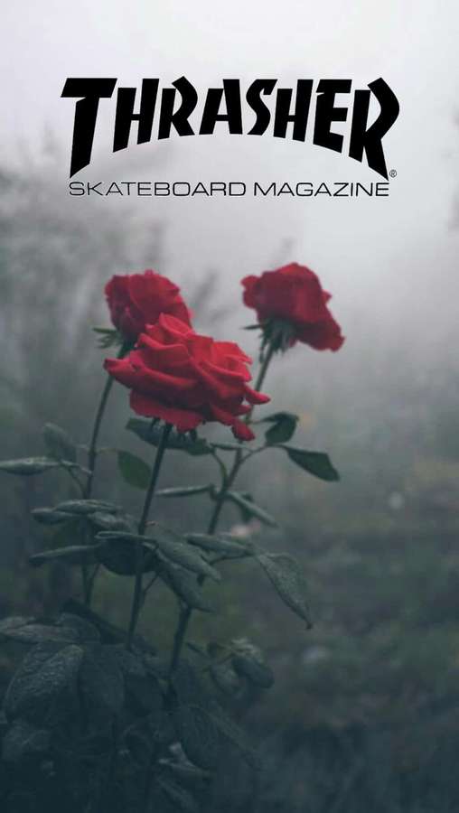 Drei rote Rosen im Nebel mit Thrasher Skateboard Magazine Logo — Thrasher Bilder