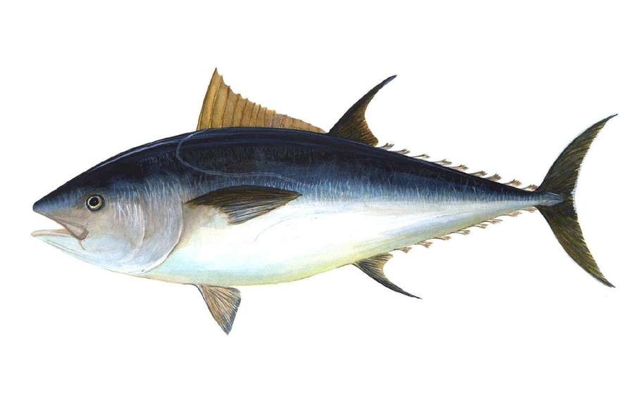 Eine detaillierte Illustration eines Thunfischs mit blauen und silbernen Schuppen. — Thunfisch Wallpaper