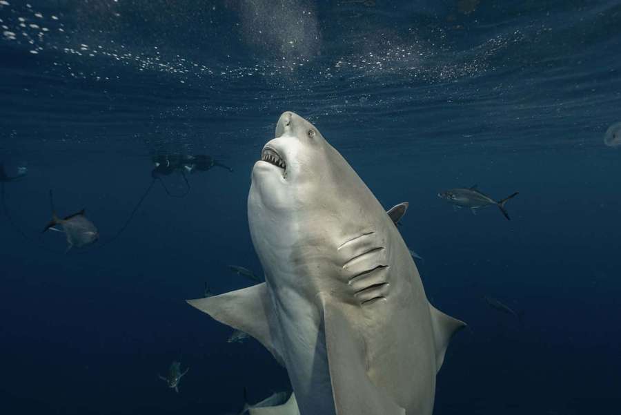 Gran tiburón blanco nadando cerca de la superficie con buceadores y peces en el océano azul. — Tiburón Toro Fondos de pantalla