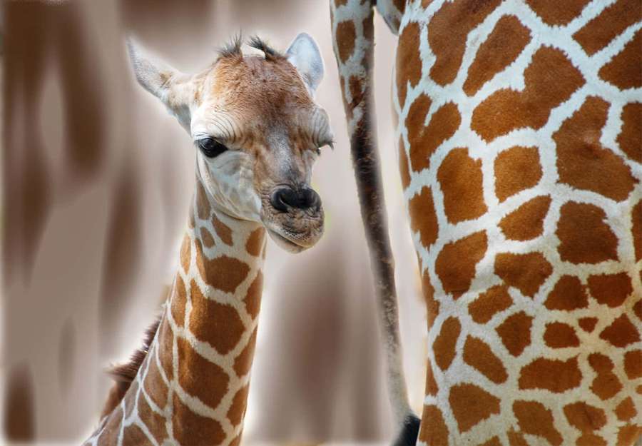 Eine Babygiraffe schaut mit ihrer Mutter in der Nähe in die Kamera. — Tierbabys Wallpaper