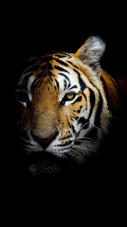 Tiger Ansikte Wallpaper