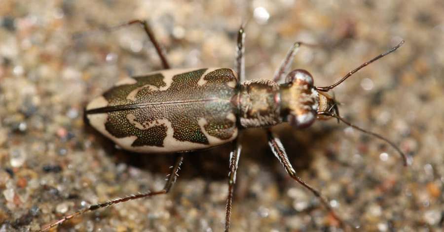 Um besouro-tigre com marcas verdes e brancas em solo arenoso. — Tiger Beetle Papéis de Parede