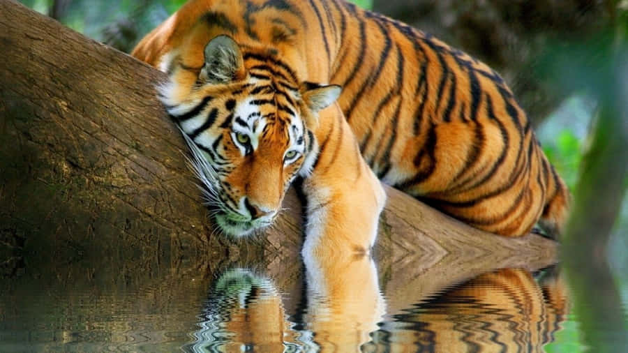 Tiger Bilder