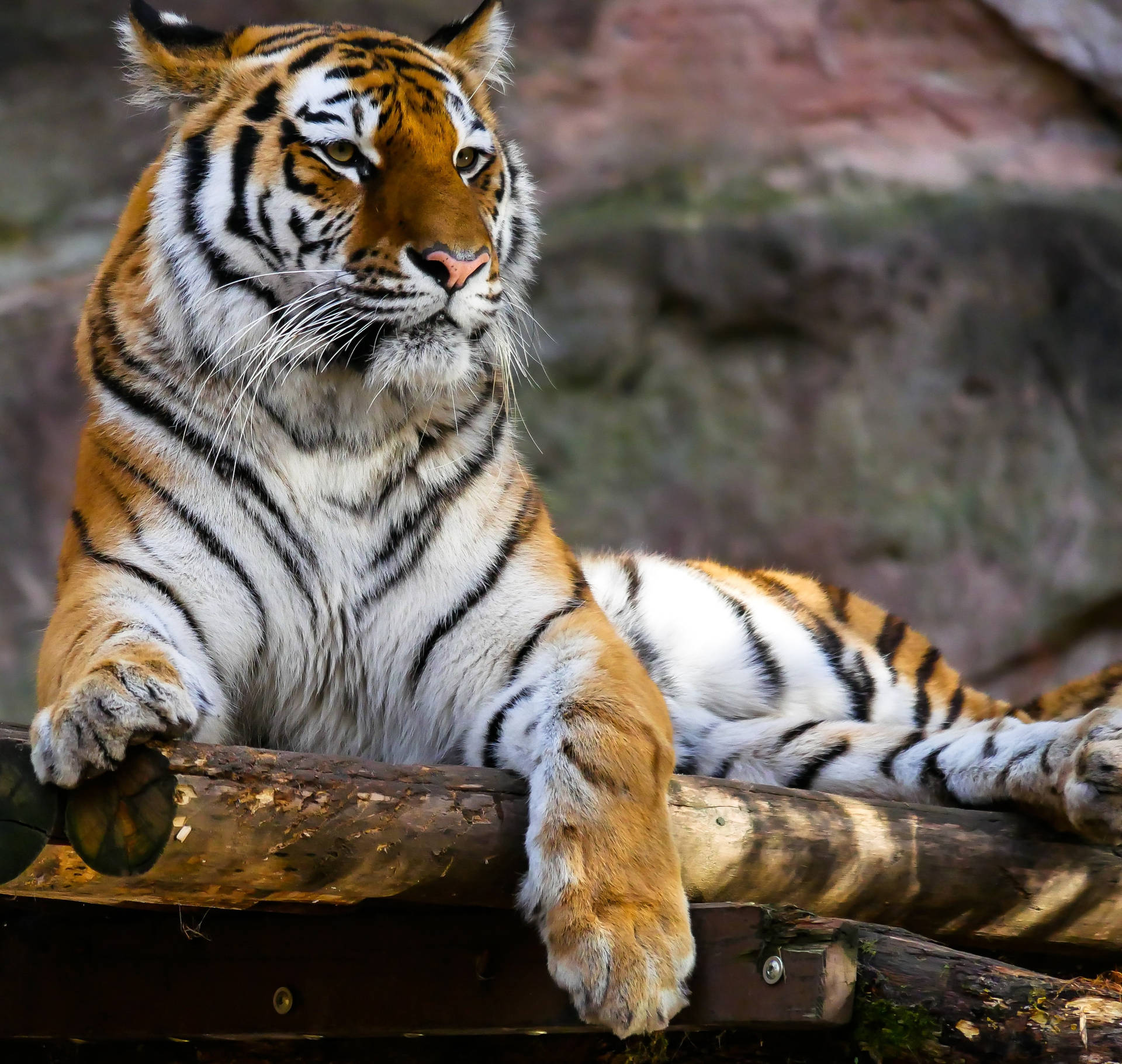 Tiger Billeder