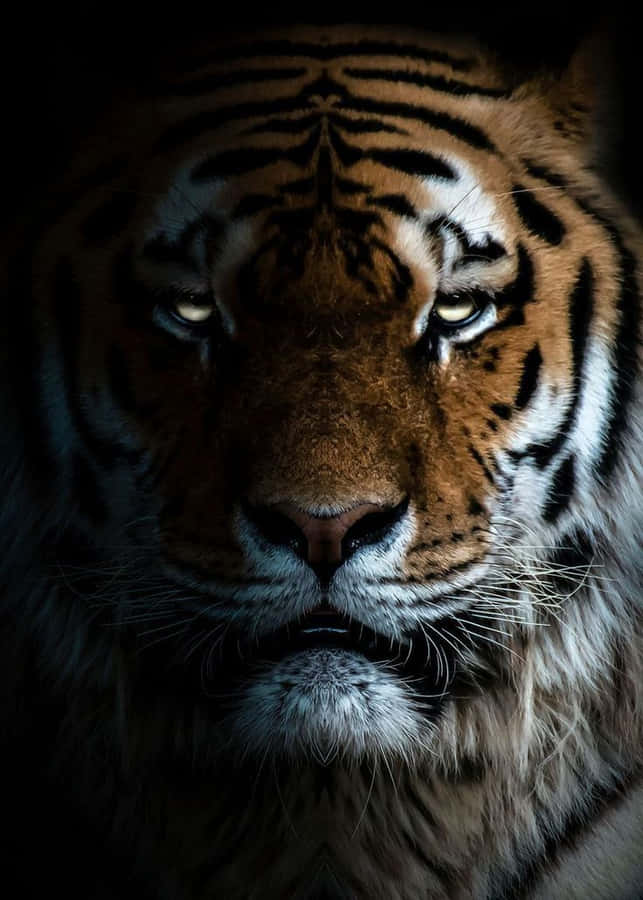 Tiger Face Wallpaper