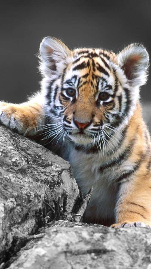 Tiger Phone Hintergrundbilder