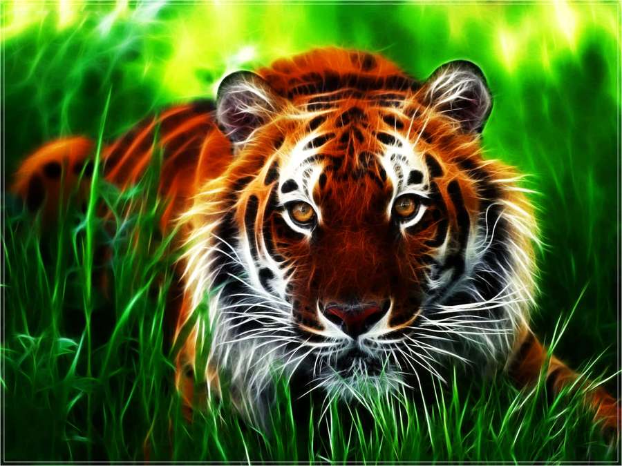 Un tigre con ojos brillantes se agacha en el pasto verde brillante. — Tigre indio Fondos de pantalla
