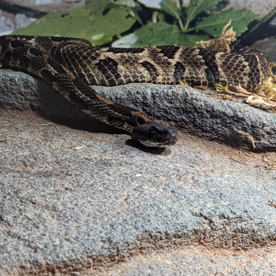 Timber Rattler Achtergrond