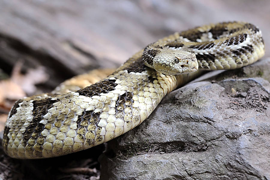 Timber Rattler Taustakuva