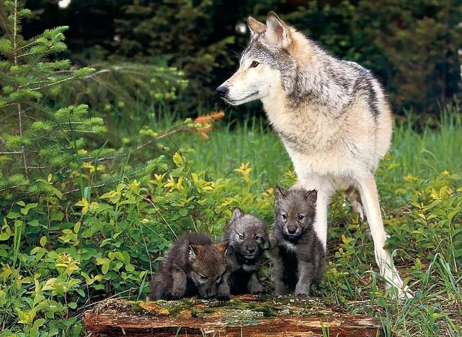 Mother wolf and her three pups in a forest clearing — Timber Wolf Wallpaper