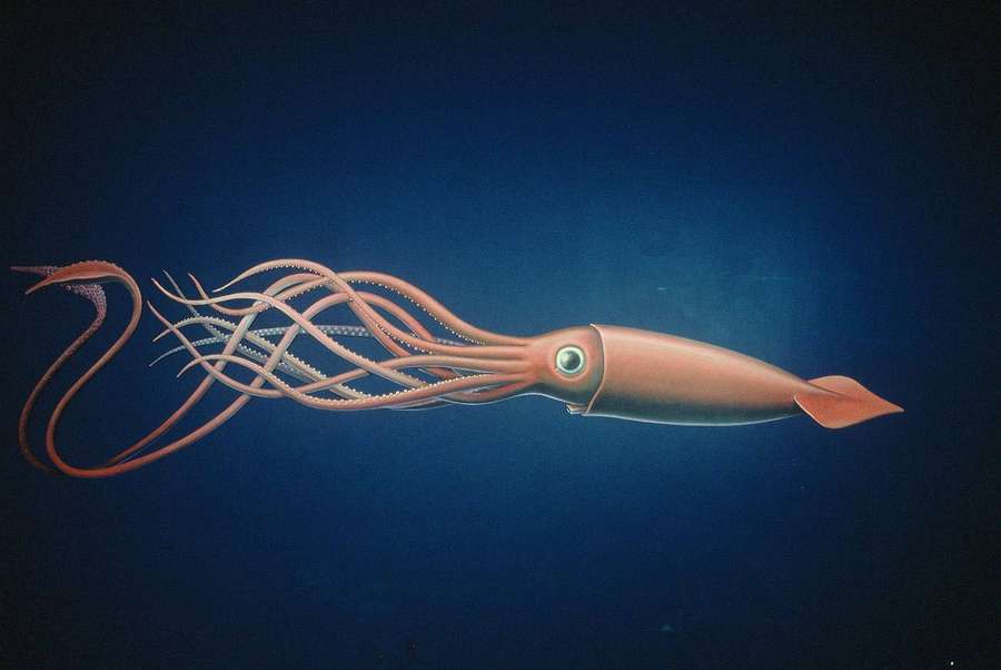 Ein rötlicher Tintenfisch schwimmt im tiefblauen Ozean mit leuchtendem Auge und fließenden Tentakeln. — Tintenfisch Wallpaper