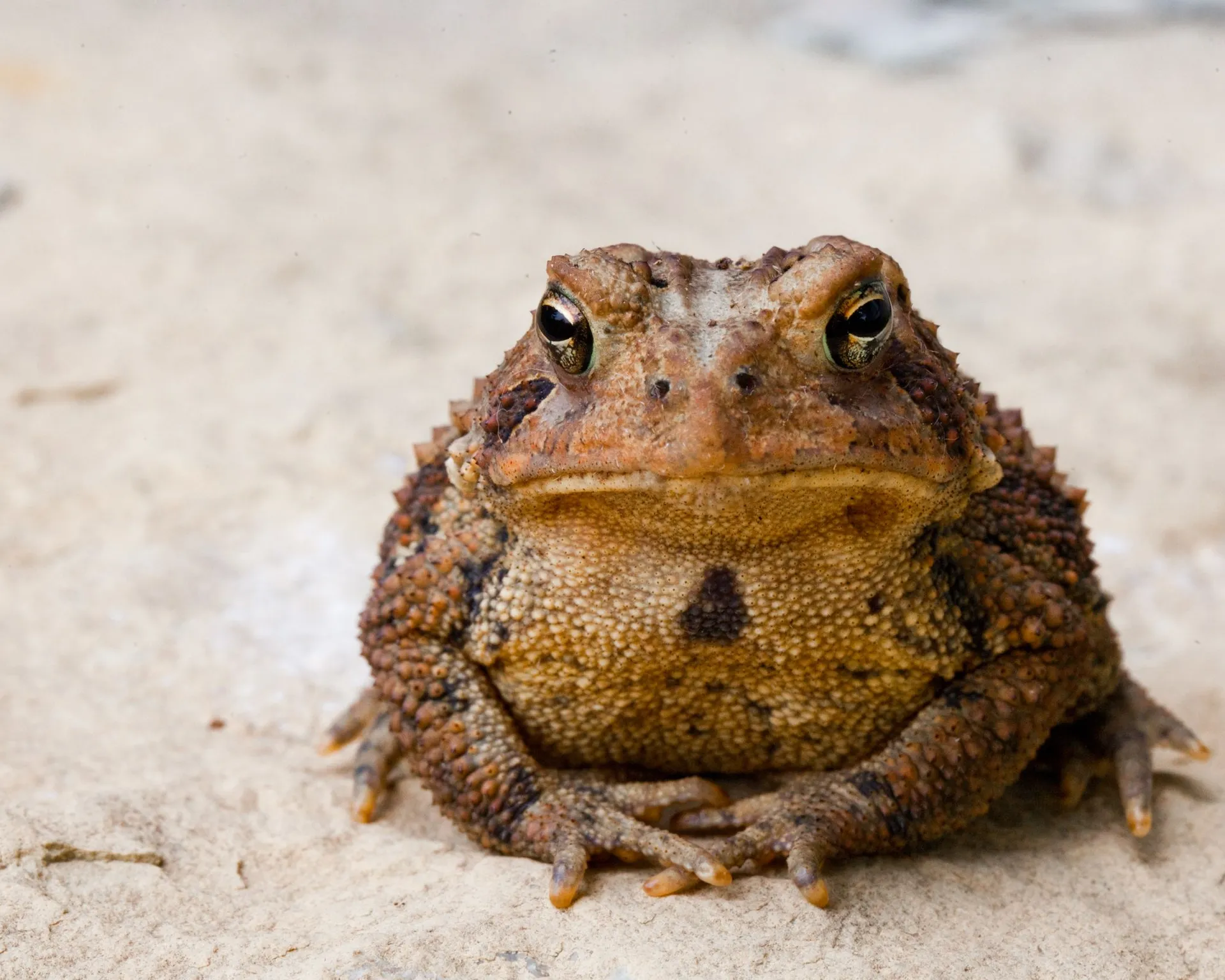Toad Pictures