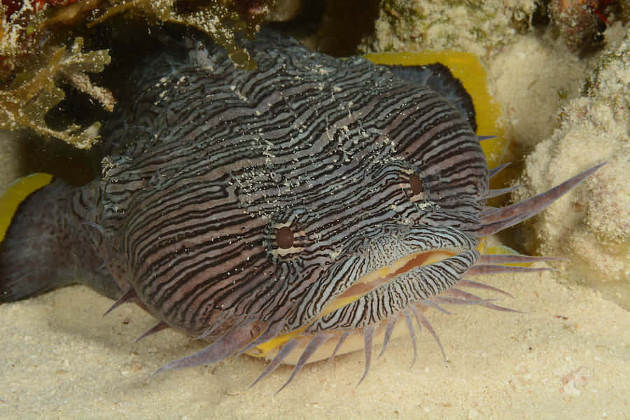 Toadfish Achtergrond