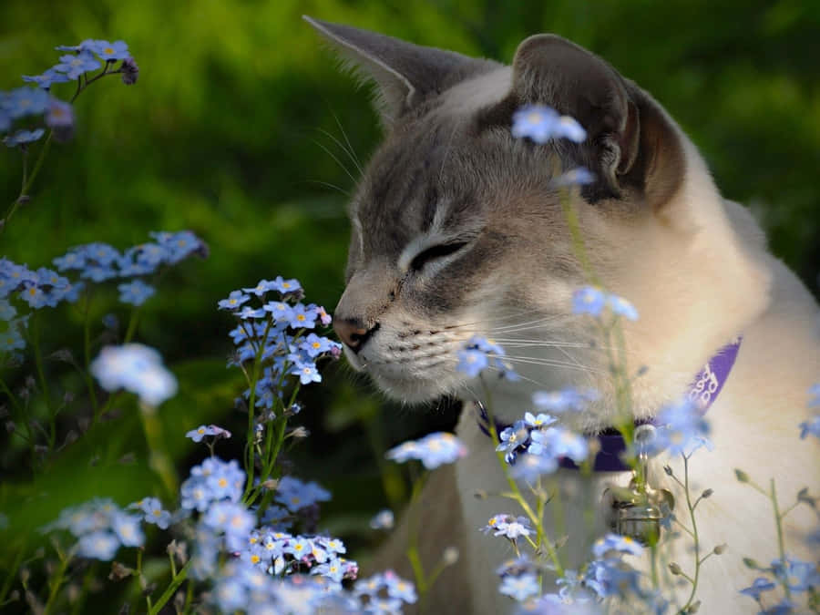 Tonkinese Taustakuva