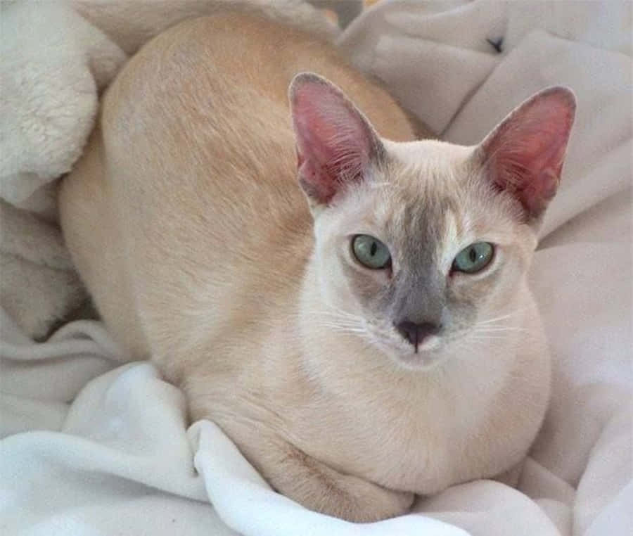 Tonkinese Achtergrond