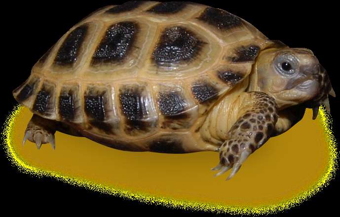 A tortoise with a patterned shell and spotted limbs on a glowing yellow surface. — Tortoise PNG