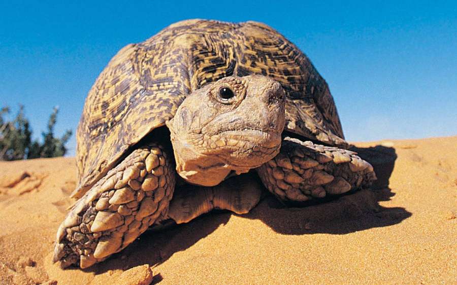 Leopard tortoise on sandy terrain under bright blue sky — Tortoise Wallpaper