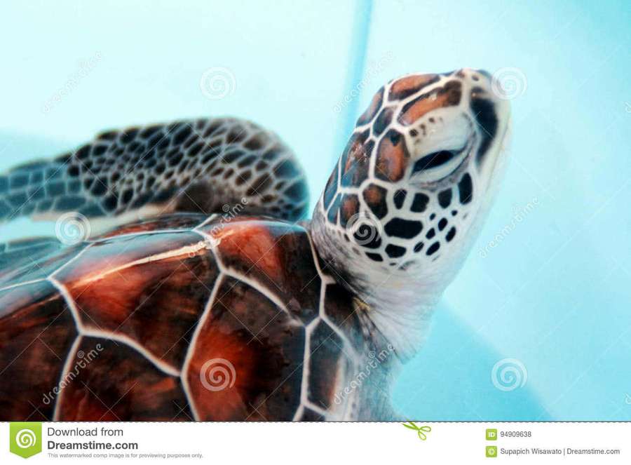 Tortuga marina nadando en agua azul clara con caparazón estampado. — Tortuga bebé Fondos de pantalla