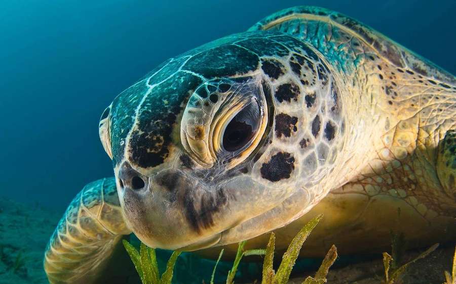 Una tortuga marina nadando cerca de algas verdes en agua oceánica azul. — Tortuga genial Fondos de pantalla