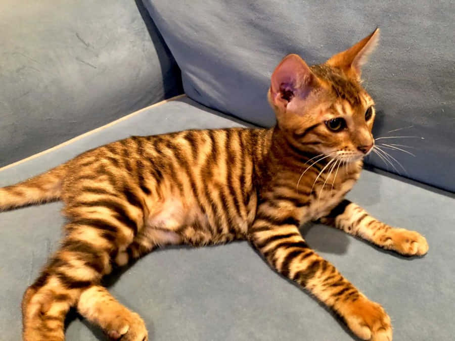 Toyger Achtergrond