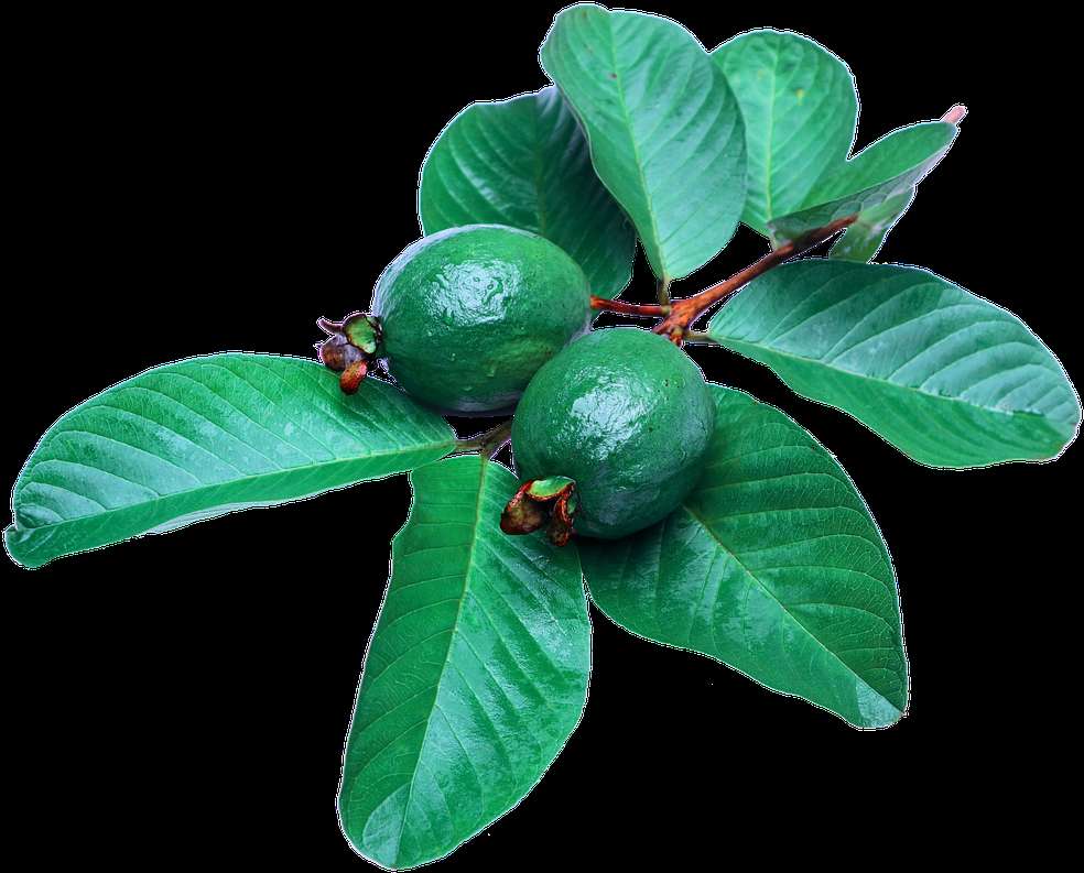 Two green guavas with leaves on a branch against a black background. — Tree Leaves PNG