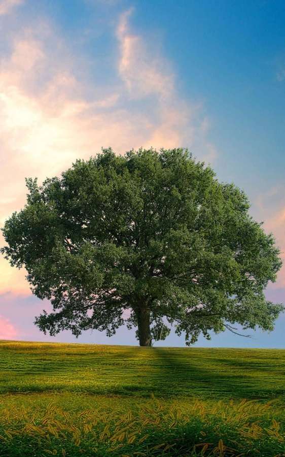 A lone tree on a hill at sunset with golden grass and blue sky. — Tree Phone Wallpaper